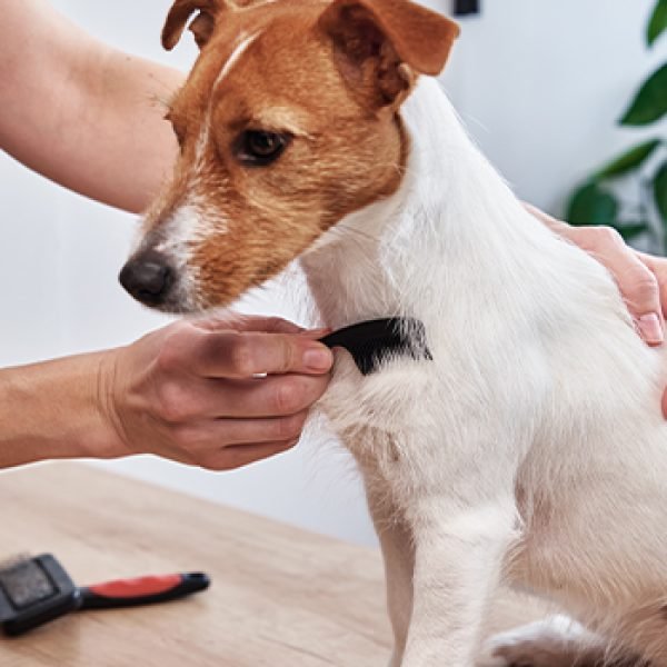 Puppy-hair-combing-gallery-img.jpg